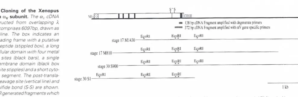 Fig.integrin