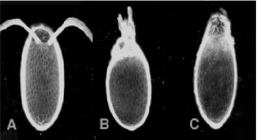 Fig. 2. Embryonic phenotypes produced