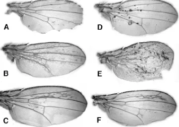 Fig. 3. brane. nal sternites are enlarged at the expense of the adjacent pleural mem-Abdominal phenotype associated with misexpression of ∆Arm.(A) In adults heterozygous for ∆Arm and GAL4 insertion GF1, the abdomi-(B) No effect on sternite size is observed in the GF1 heterozygotes