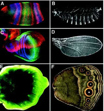 Fig. 1. Patterns of gene expression as surrogates of final form. The patterns of gene expression in