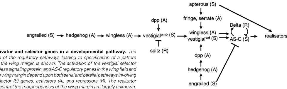 Fig. 3. Activator and selector genes in a developmental pathway. Themultiple selector (S) genes, activators (A), and repressors (R)