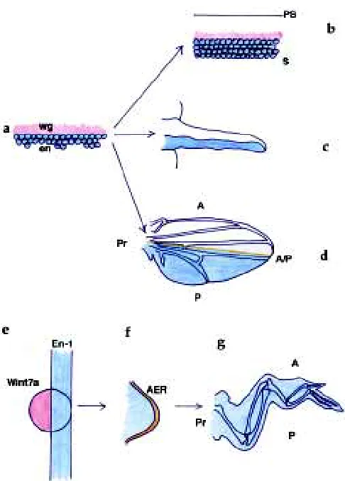 Fig. 2. Conservation of engrailed functions. (a) Neat interface oftrunk or arthropods