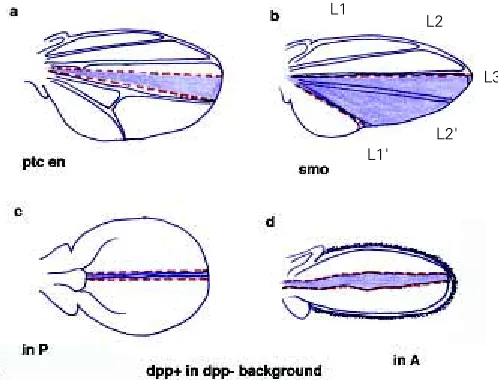 Fig. 3. Growth from the AER and A/P boundary. (a) Wing disc, classicalBlue, en and En-1; Red, wingless; Orange, dpp, A/P boundary, AER, BMP2;A/P boundary.wingless/engrailed interface