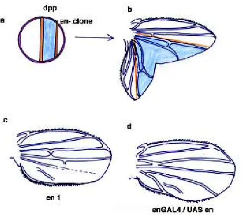 Fig. 5. Pattern transformations caused by alterations in engrailed
