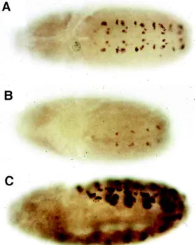 Fig. 6. Expression of S59 in wildtype (A), dshv26 (B) and N55e11 maternaland zygotic mutant embryos (C).