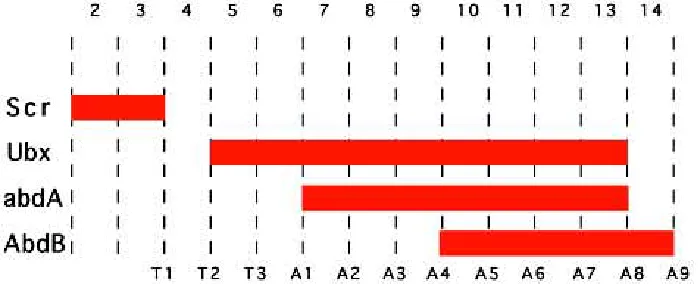 Fig. 1. Classical Hox code model scheme.