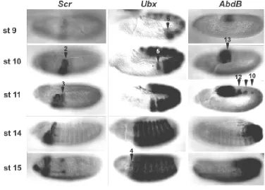 Fig. 3. An example of non parasegmental HOX expression. A wingless-where in the segment