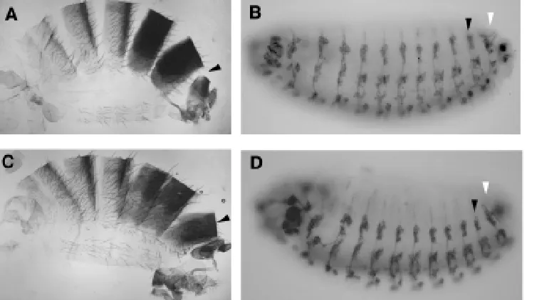 Fig. 4. The lack of Abd-B function has