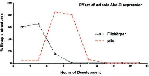 Fig 5. The expression of Abd-B has different effects at different stagesof developmentbelts is affected producing the occasional transformation to the typical A8hours induces neither pits nor spiracles, however, the shape of the denticletime PNS structures