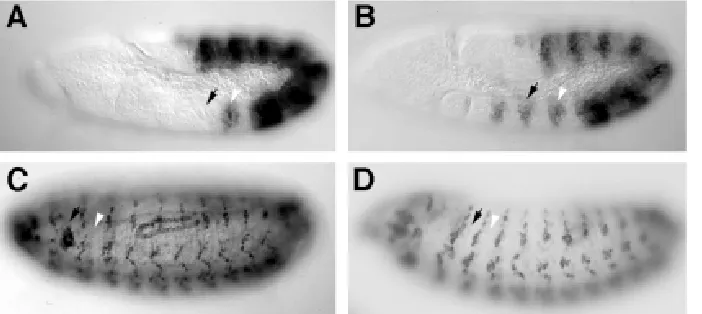 Fig. 6. PNS morphology of theorganization of the PNS cells in the abdomen. The organization of these cells is not affected in the sal mutant, most likely as a result of the restrictedence of a spiracle in the second thoracic segment is prevented by the exp
