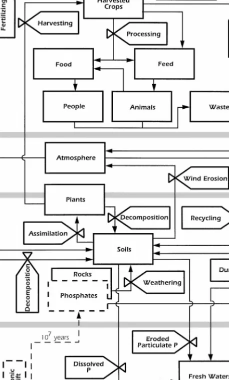 Figure 1 Global phosphorus cycle. (Based on a graph in Reference 26.)
