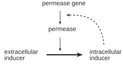 Fig. 1. The lactose “differentiative” system.