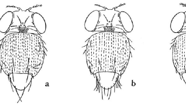 Fig. 1. Bristle pattern on the dorsal