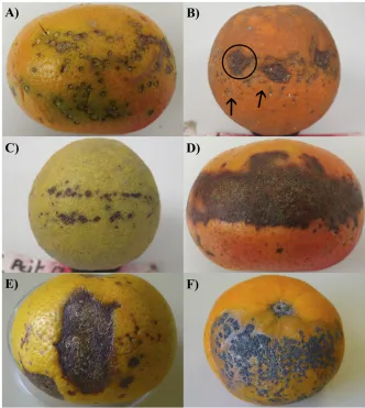 Fig. 2. Symptoms of citrus black spot resulting from inoculation of citrus fruit using conidia of Phyllostictacitricarpa and the equatorial blotting paper strip method
