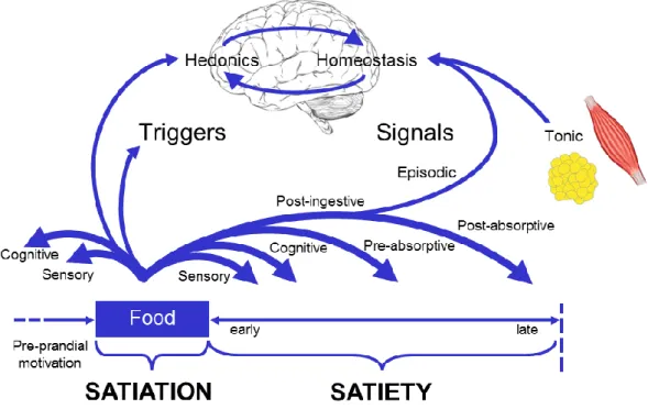 Figure 1-2 The Satiety Cascade highlighting the cross-talk between the hedonic and  homeostatic appetite control systems