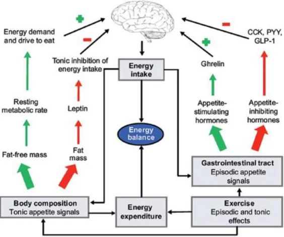 Figure 1-4 Model of the impact of exercise on the mechanisms of appetite control. 
