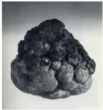 Figure 7 (1): Polymetallic nodule ('cauliflower' type). (Thiel, H., Schriever, G., Bussau, C