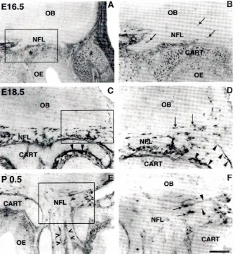 Fig. 5A), whichbetweenminal arbors of primary sensory olfactory axons