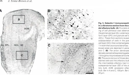 Fig. 5. Galectin-1immunoreactivitydal olfactoryand20in a vibratome sectionfromthe cau-bulb.(AI Punctatestain-ing of cell perikaryawasobservedinthe glomerufarlayer(GL),externalplexi-formfayer(EPL) and granulecell layer(GCL)