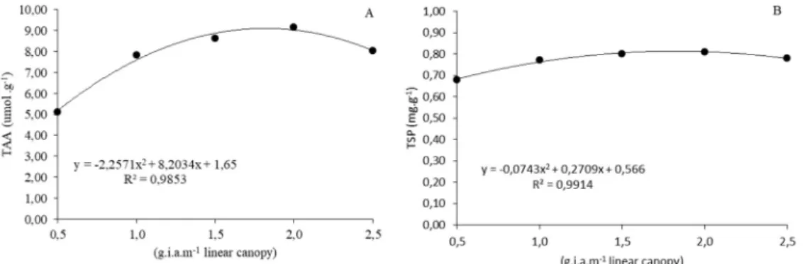 Figure 3: (A) - Total amino acids (TAA) and (B) - Total soluble proteins (TSP) in the mango leaf tissue  (‘Tommy Atkins’ cultivar) in function of the application of paclobutrazol by irrigation
