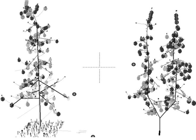 Fig.  1  a and b. PlantToon® 3D imaging of the plant architecture for the two training  system: 