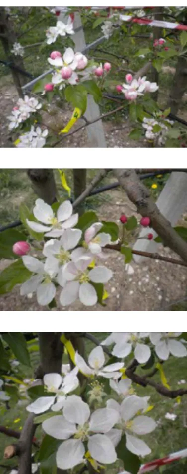 Fig. 3 a and b.  Volume trend (cm 3 ) of the fruit borne from flowers with different initial flowering  date (a - left)