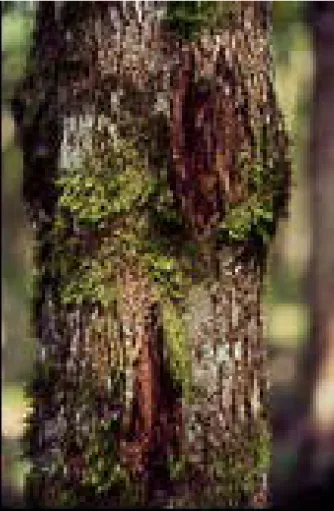 Figure 7. Tectona grandis multiple canker caused by Botryosphaeria sp. 