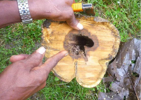 Figure 9. Termites “Comején”. 