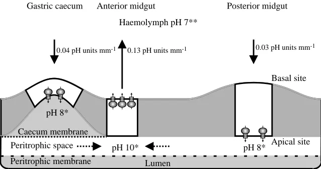 Fig. 5. Effects of baﬁlomycin on [H+NPLeft ordinate values are actual signals recorded with self-referencing,ion-selective pH-sensitive liquid ion exchanger (SERIS-LIX) probes(calculated recording sites referred to in the inset diagram