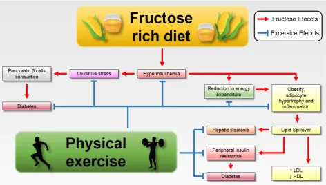 Figure 2 - Exercise prevents and treats the deleterious effects of high consumption of 