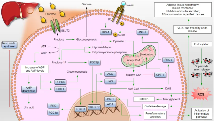 Figure 1 - Role of fructose on metabolic diseases. Fructose reduces the phosphate biodisponibility leading to acid uric production and nitric oxide synthase inhibition contributing to hypertension