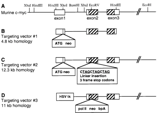 Fig. 3. A PCR screen used to identify