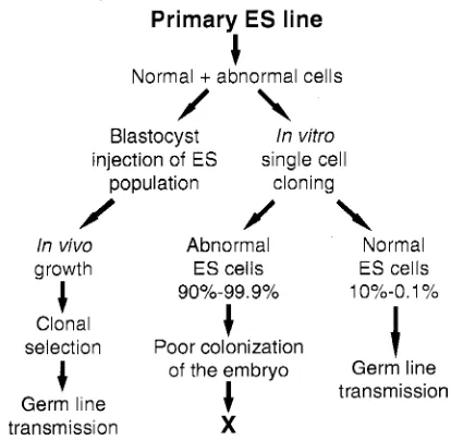 Fig. 5. Testing positive negative selection. CCE ES cells were transfectedwith a construct which carried MC1neopA and HSVtk selection cassettescloned into a plasmid backbone