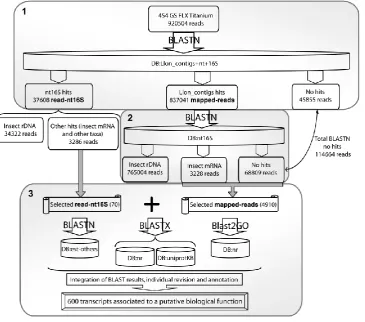 Figure S1. Sequence analysis workflow.  This figure shows an overview of the rationale supporting the analysis of the reads and summarises the different steps that were followed