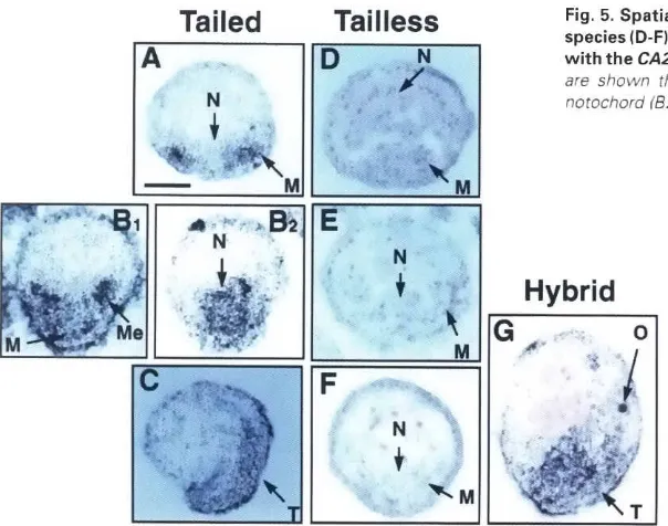 Fig. 5. Spatialspecies!D-F!.andhybridwitharedistributionof CA2 mRNA in tailed species (A-CI