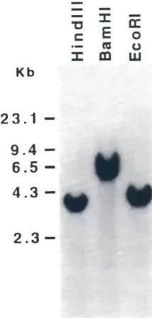 Fig. 2. Sequencecomparisonsequences.of the chickenEya2 with mouse[mEya2;(Duncanet al., 1997)]andhuman(hEya2;(Duncanet al., 1997)]The ammo aCid sequenceof chicken tya2 ISshown m full