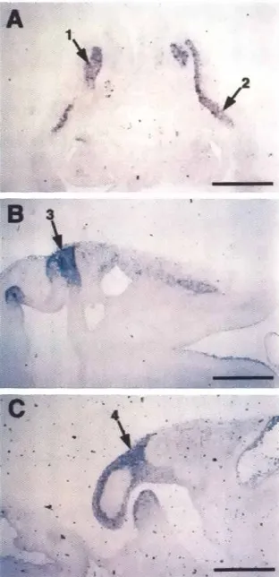 Fig. 6. Expressionof21 (embryonicEya2 at stageday 3.51