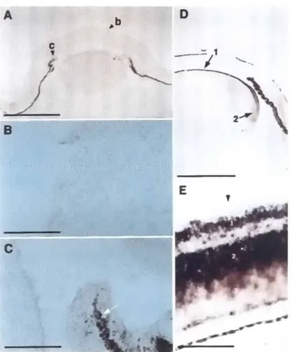 Fig. 11. E:Mpression0' chicken Pax-6 in the eye of stage 35 embryos(D,E). IA-CI show control hybridizationwithEya2senseprobe