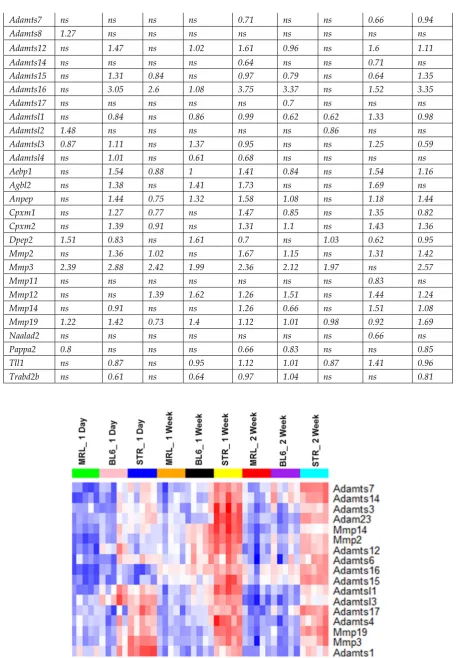 Figure 5. Matrix degrading enzymes showed highest expression in injured STR/ort.  Expression of selected metalloproteinases in injured STR/ort (STR), C57BL/6 (BL6) and MRL/MpJ joints
