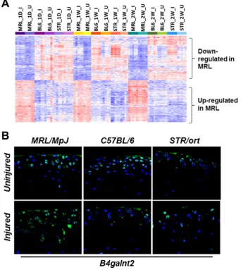 Figure 6: Candidates genes associated with enhanced healing in MRL/MpJ. A) Genes differentially expressed in injured and uninjured MRL/MpJ (MRL) knee joints compared to STR/ort (STR) and C57BL/6 (BL6) knee joints, at all timepoints examined
