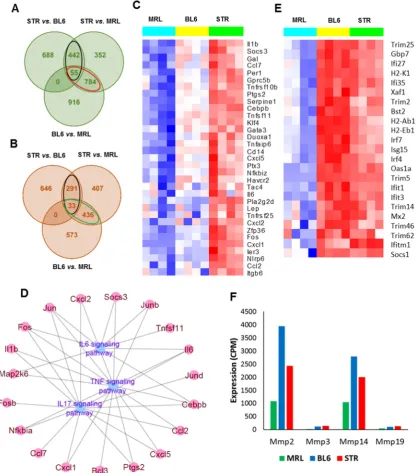 Figure 2. Genes associated with osteoarthritis susceptibility. A) Overlap between genes up-regulated in STR/ort (STR) compared to C57BL/6 (BL6) and MRL/MpJ (MRL) mice and in BL6 compared to MRL, at 0-day