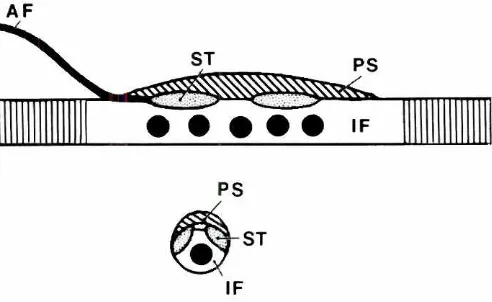 Fig. 3. Diagrammaticchickenrepresentationin longitudinal(top)andcross(bottom)sectionof themajorfeaturesat theequatorof oneadultintrafusalfiber.Unlike mammals,there are no differencesingeneralequatorialmorphologyamongbird intrafusalfibers(IF)