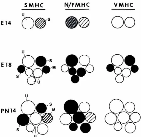 Fig. 4. Schematiccross-sectionedrepresentationof developingMHCprofileas seen inintrafusalfibersofchickenlegmusclespindlesinreferenceto threeMHCisoforms:slow-twitch(SMHCJ