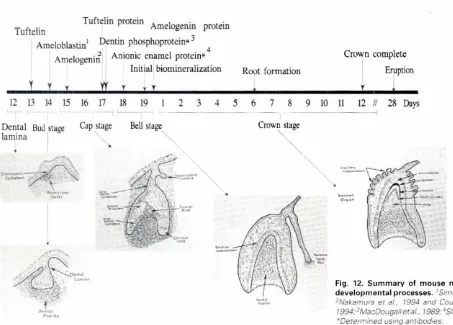 Fig. 12, Summaryof mousedevelopmentalmolarsequentialprocesses.ISimmonser al.. 1996;2Nakamuraer al.