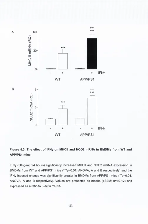 Figure 4.3. The effect of IFNy on MHCII and N0D2 mRNA in BIVIDMs from WT and 