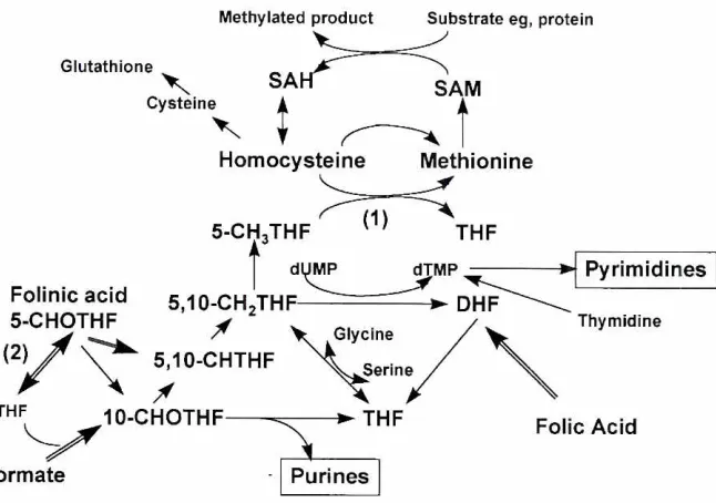 Fig. 3_The principalmetabolicAbbreviations:pathwaysinvolvingfolate,methionineand homocysteine.SAH, S-adenosylhomocysteine;SAM.S-adenosylmerhionine;THF, tetrahydrofolate;DHF,dihydrofolate;5-CH3THF.5-methy/tetrahydrofolate;5,10-CH]THF.5,10-methyleneterra-hyd