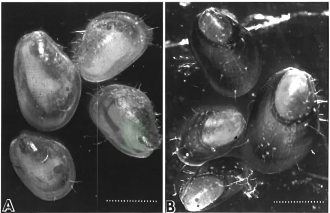 Fig.  1  M y t ~ l u s   edulis.  Post-larvae  reared  for  17  d  under (A) semi-darkness  (1 to 40  lux)  or  (B)  continuous,  bright  (11000 to  16000  lux) fluorescent light
