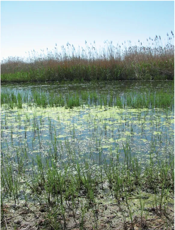 Fig. 2 - The rush-bed of the Torre Flavia wetland. (Il giuncheto della Palude di Torre Flavia)