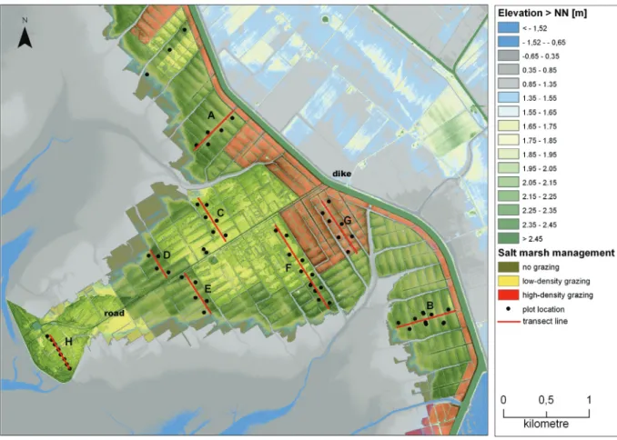 Figure 2:   Transect and plot location on the Hamburger Hallig in relation to surface elevation, based on LIDAR  data from 2005, and grazing intensity of the area