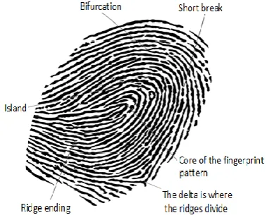 Figure 1. Typical view of fingerprint pattern 